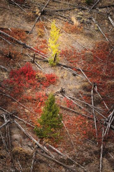Photographic Print, , large