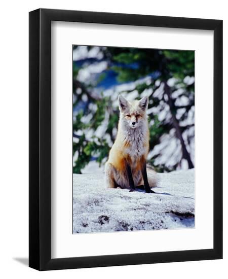 Premium Photographic Print, , large
