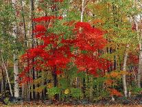 Autumn, aspen trees and Million Dollar Highway, Crystal Lake, Ouray, Colorado-Adam Jones-Premium Photographic Print