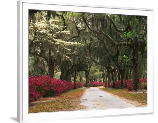 Framed Photographic Print, , large