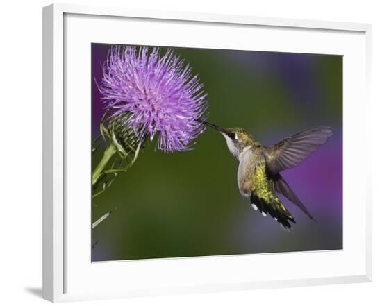 Framed Photographic Print, , large