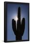 Essential Black