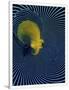 Gramercy White