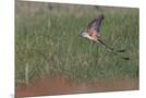 Wood Mount