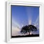 White Frame