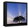 Canvas Black