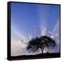 Canvas Black