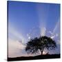 Stretched Canvas