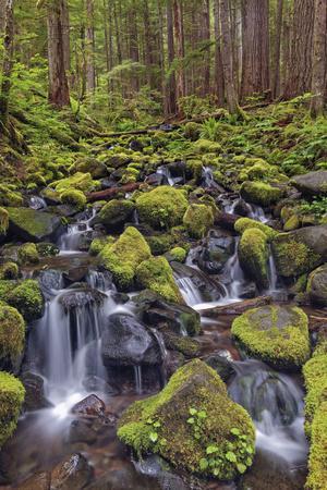 Small stream cascading through moss covered rocks, Hoh Rainforest, Olympic NP, Washington