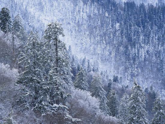 Snow Covered Trees in Forest, Great Smoky Mountains National Park