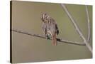 Stretched Canvas