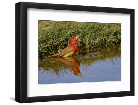 Premium Photographic Print, , large