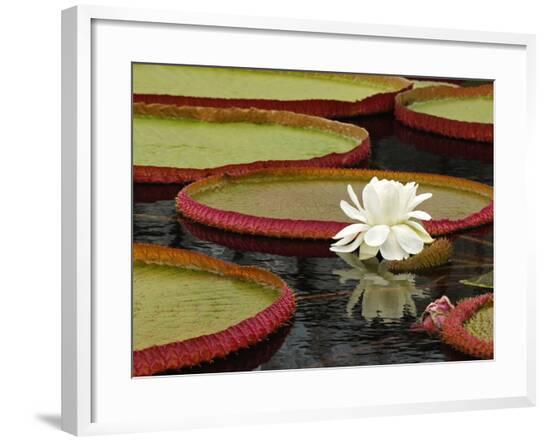 Framed Photographic Print, , large