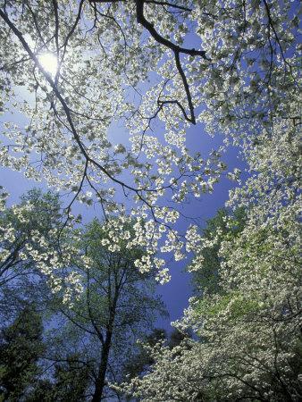 White Flowering Dogwood Trees in Bloom, Kentucky, USA