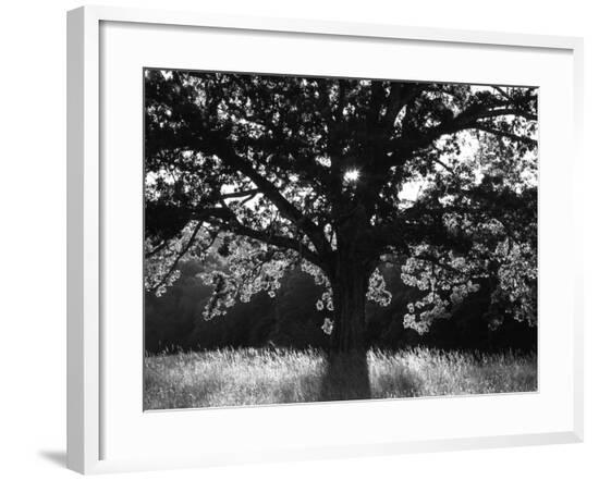 Framed Photographic Print, , large