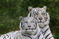 White Phase of the Bengal Tiger-Adam Jones-Photographic Print