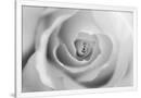 Gramercy White