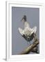 Gramercy White