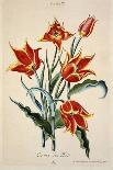 Orange Tulip, from 'Opera Botanica' by Conrad Gesner (1516-65) 1767-Adam Louis Wirsing-Stretched Canvas