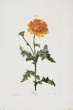 Orange Tulip, from 'Opera Botanica' by Conrad Gesner (1516-65) 1767-Adam Louis Wirsing-Mounted Giclee Print