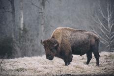 Solitary Bison III-Adam Mead-Photographic Print