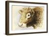 Adam the Bull, 2016-Alison Cooper-Framed Giclee Print