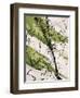 Adaptation VI-Joshua Schicker-Framed Giclee Print