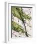 Adaptation VI-Joshua Schicker-Framed Giclee Print