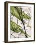 Adaptation VI-Joshua Schicker-Framed Giclee Print