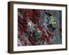 Adare, Ireland-null-Framed Photographic Print