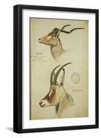 Addax and Blaue Bock, C.1863-John Hanning Speke-Framed Giclee Print