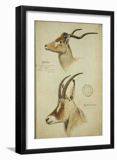 Addax and Blaue Bock, C.1863-John Hanning Speke-Framed Giclee Print