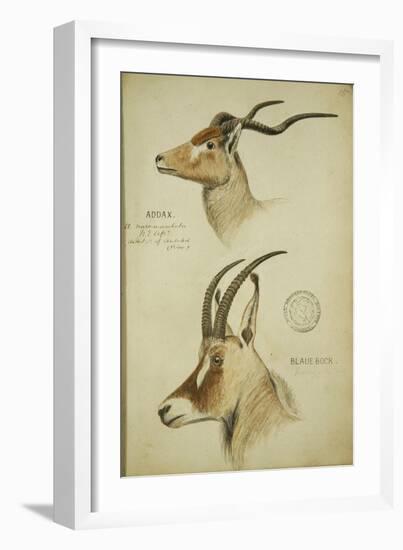 Addax and Blaue Bock, C.1863-John Hanning Speke-Framed Giclee Print