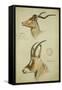 Addax and Blaue Bock, C.1863-John Hanning Speke-Framed Stretched Canvas