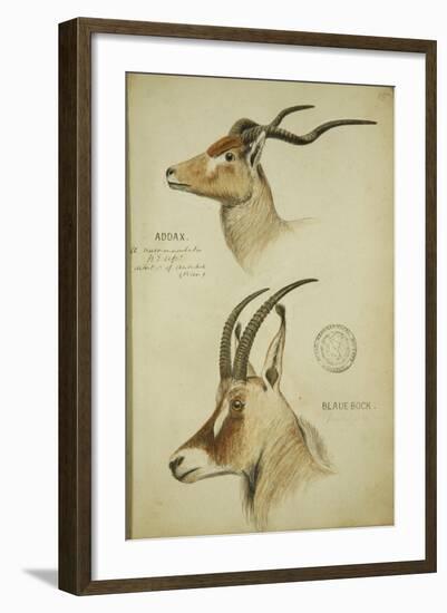 Addax and Blaue Bock, C.1863-John Hanning Speke-Framed Giclee Print