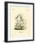 Addax Antelope-null-Framed Giclee Print