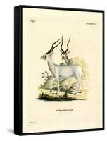 Addax Antelope-null-Framed Stretched Canvas