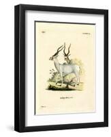 Addax Antelope-null-Framed Premium Giclee Print