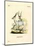 Addax Antelope-null-Mounted Premium Giclee Print