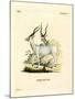 Addax Antelope-null-Mounted Giclee Print