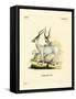 Addax Antelope-null-Framed Stretched Canvas