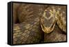 Adder (Vipera Berus) Basking in the Spring, Staffordshire, England, UK, April-Danny Green-Framed Stretched Canvas