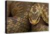 Adder (Vipera Berus) Basking in the Spring, Staffordshire, England, UK, April-Danny Green-Stretched Canvas