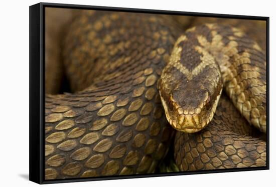 Adder (Vipera Berus) Basking in the Spring, Staffordshire, England, UK, April-Danny Green-Framed Stretched Canvas