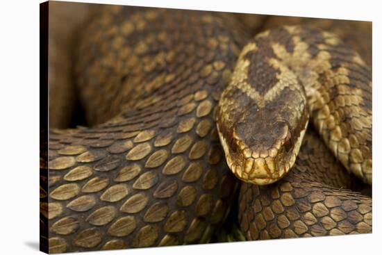 Adder (Vipera Berus) Basking in the Spring, Staffordshire, England, UK, April-Danny Green-Stretched Canvas