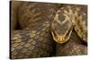 Adder (Vipera Berus) Basking in the Spring, Staffordshire, England, UK, April-Danny Green-Stretched Canvas