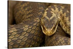 Adder (Vipera Berus) Basking in the Spring, Staffordshire, England, UK, April-Danny Green-Stretched Canvas