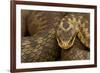 Adder (Vipera Berus) Basking in the Spring, Staffordshire, England, UK, April-Danny Green-Framed Photographic Print