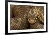 Adder (Vipera Berus) Basking in the Spring, Staffordshire, England, UK, April-Danny Green-Framed Photographic Print