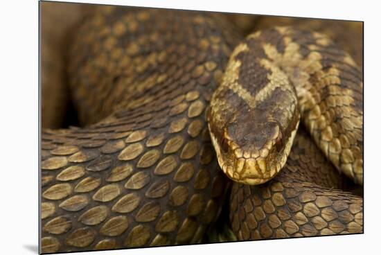 Adder (Vipera Berus) Basking in the Spring, Staffordshire, England, UK, April-Danny Green-Mounted Photographic Print